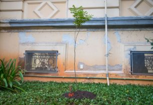 Mudas de Pau Brasil são plantadas no jardim do prédio Caetano de Campos