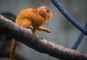 Zoológico de São Paulo oferece visitas monitoradas a estudantes