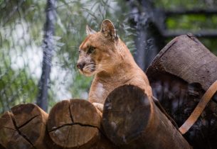 Escolas podem agendar visitas especiais no Zoológico de São Paulo