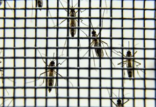 Escola cria repelente natural contra o mosquito Aedes aegypti