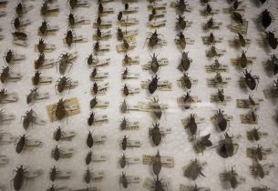 Exposição apresenta curiosidades sobre o universo dos insetos