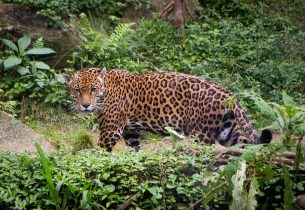 Unicamp: Museu de Zoologia do Instituto de Biologia lança conteúdo para acesso virtual
