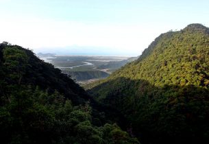 Cientistas reconstituem epidemia de febre amarela em SP por meio de técnicas genômicas