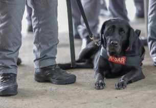 Fatec de São José dos Campos desenvolve colete tecnológico para cães de resgate