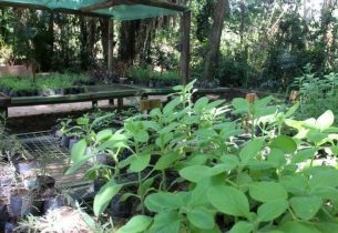 Escola Estadual de Jacareí distribui mudas em ação sobre desenvolvimento sustentável