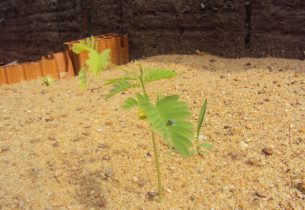 Projeto em escola de Marília incentiva à plantação de árvores nativas