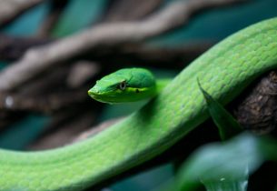 Conheça o Instituto Butantan, lugar cheio de atrações para a criançada