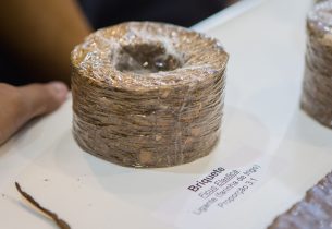 Carvão ecológico garante a alunos a 4ª posição em maior feira científica do Brasil