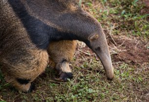 Nas férias, Zoo-SP é ótima opção para um passeio familiar